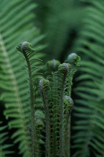 pancolar 1.8/50