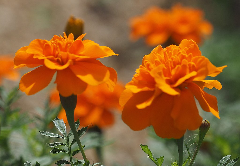 Olympus ZD50-200mmF2.8-3.5+MFF1
