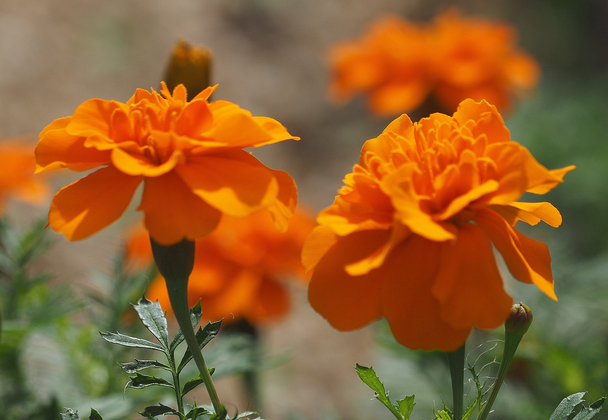 Olympus ZD50-200mmF2.8-3.5+MFF1
