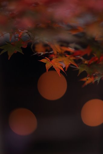 月下美人