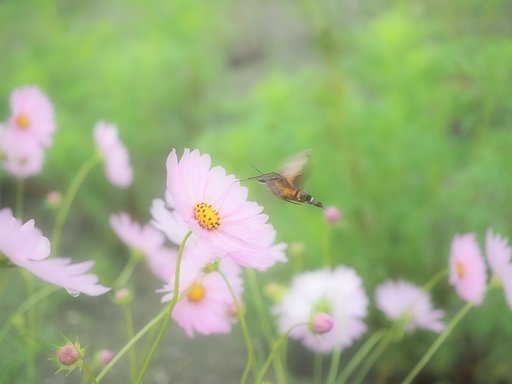 ホウジャク