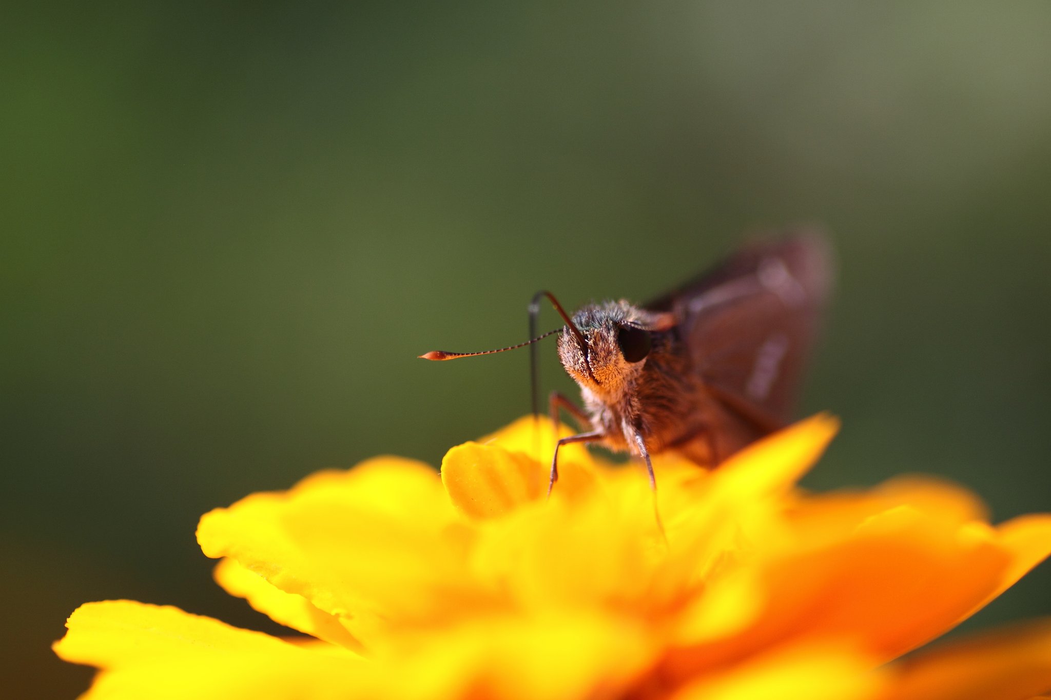Tamron 90mm f2.8 macro 172E