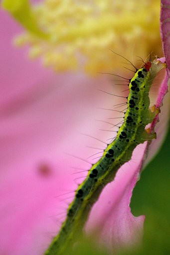 花と緑色の・・・