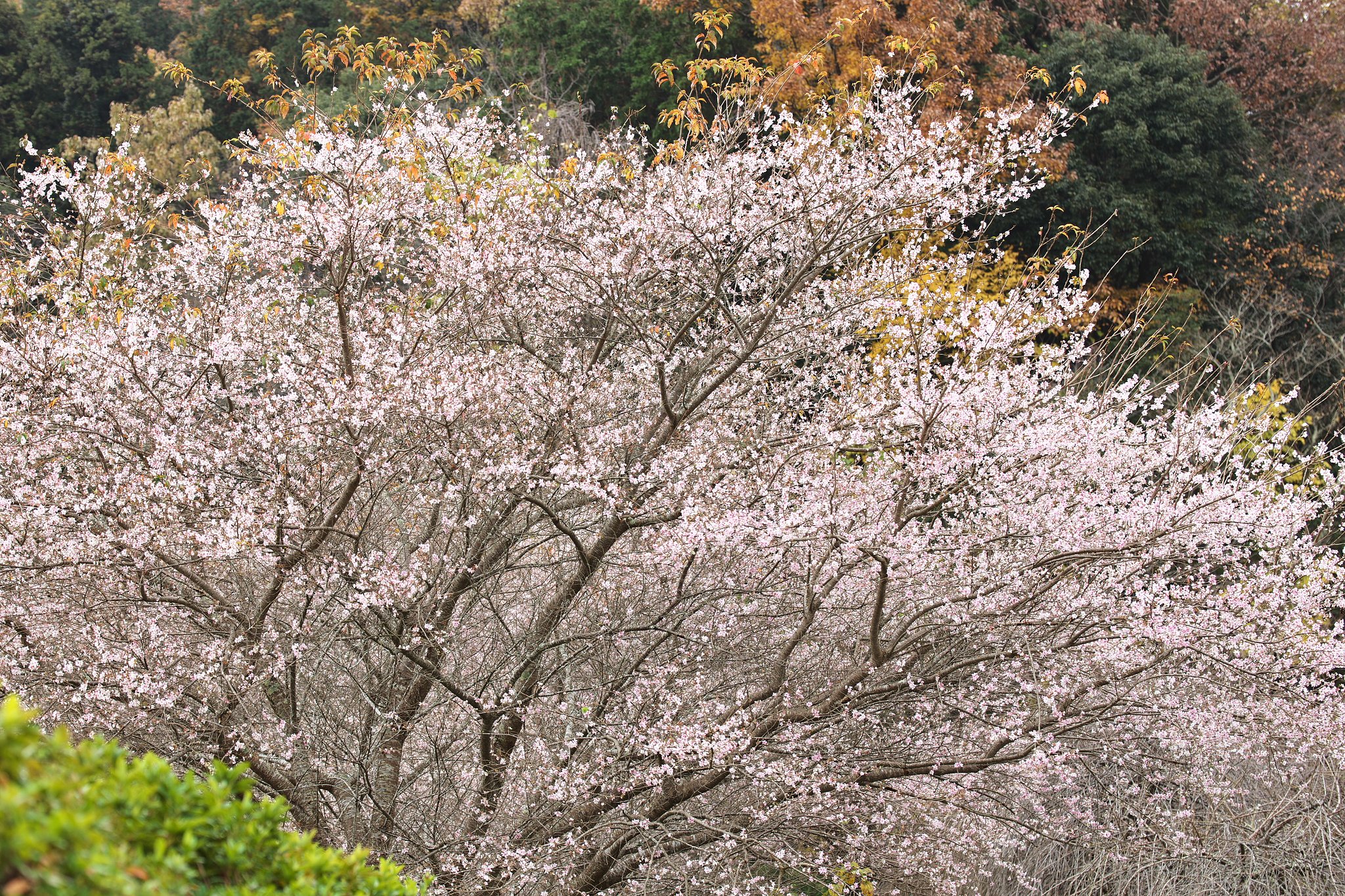 Tamron 90mm F2.8  Macro  F017