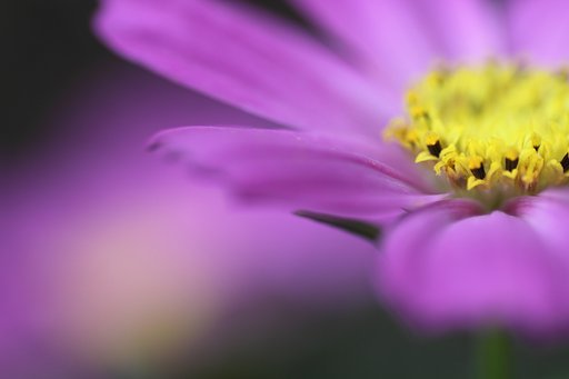 Tamron 90mm f2.8 macro 172E