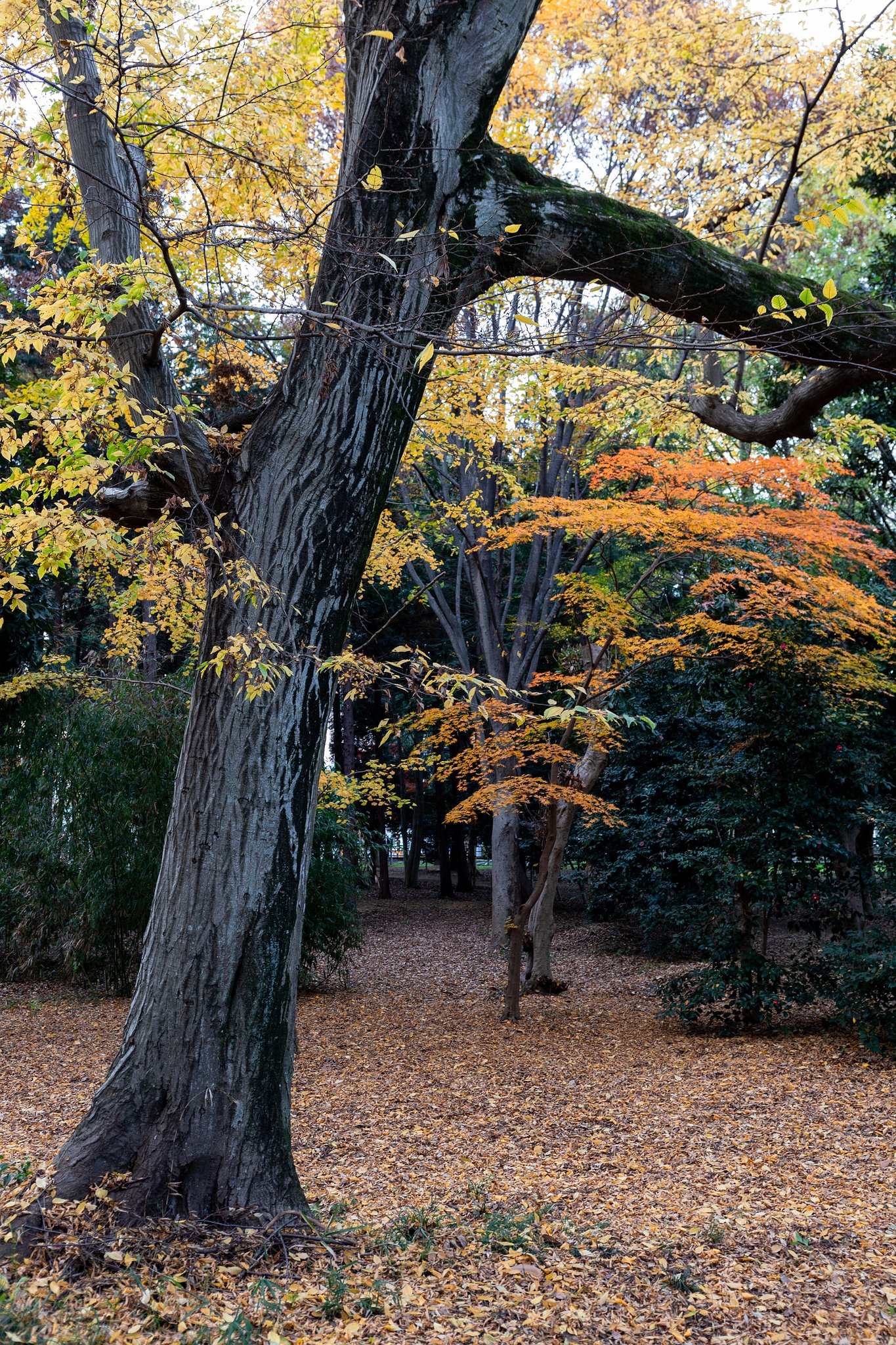 EF24-70mm f/4L IS USM