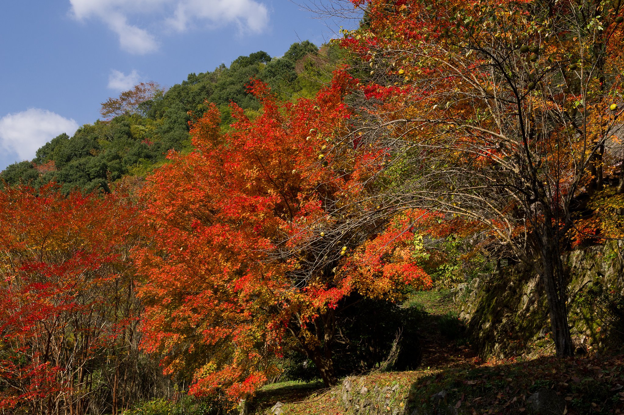 徳地