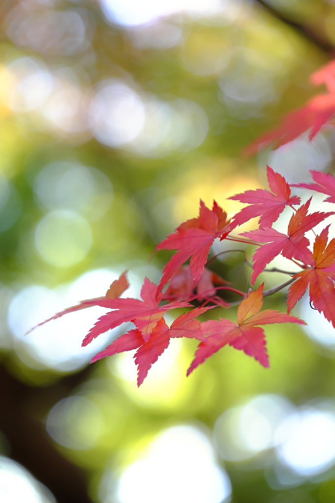紅葉