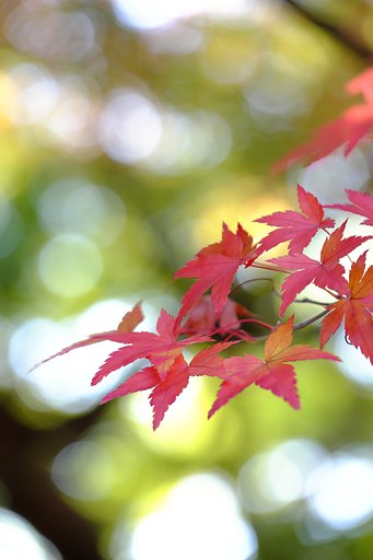 紅葉