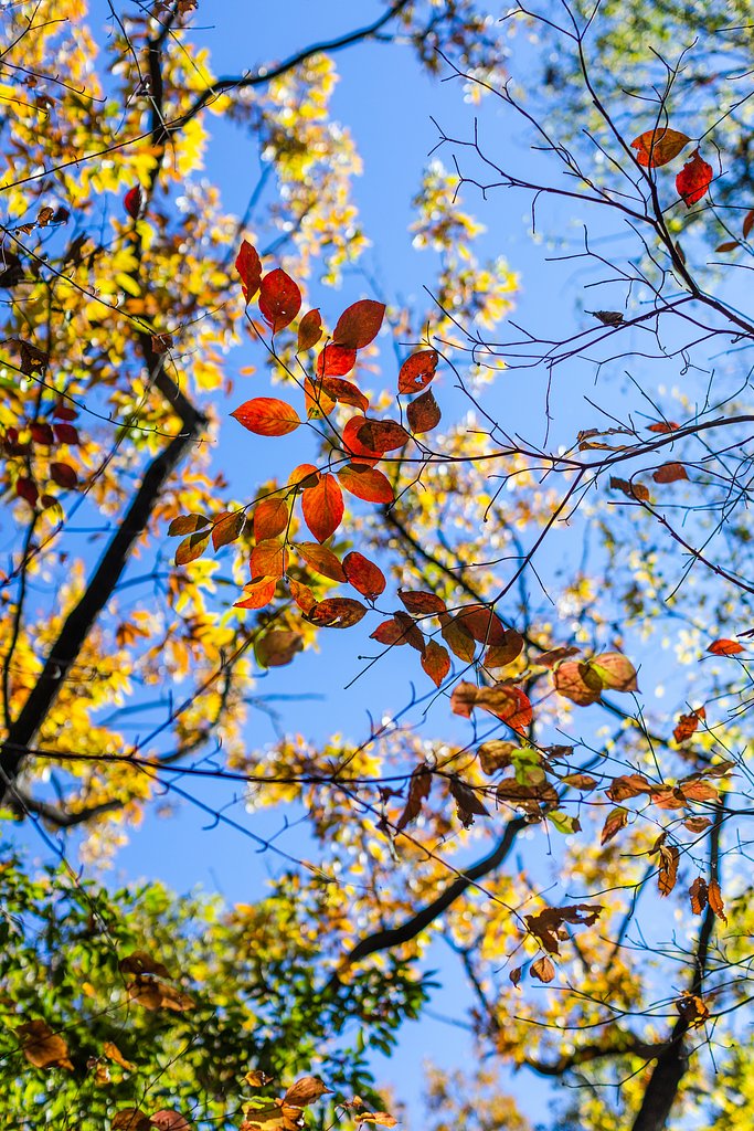 EF50mm F1.2 L
