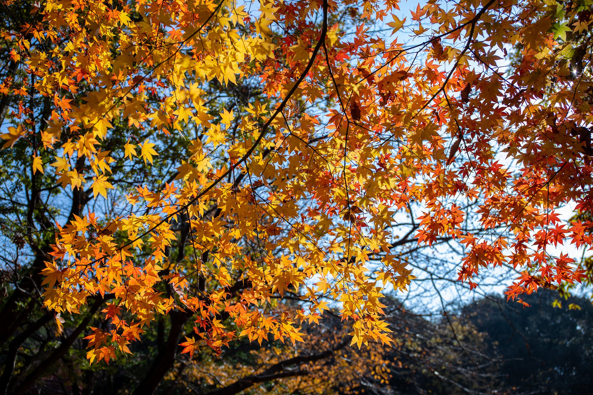 EF24-70mm f/4L IS USM