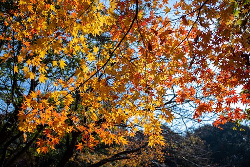 EF24-70mm f/4L IS USM