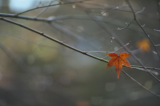 EF85mm F1.2LⅡ
