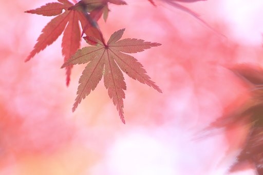 紅葉