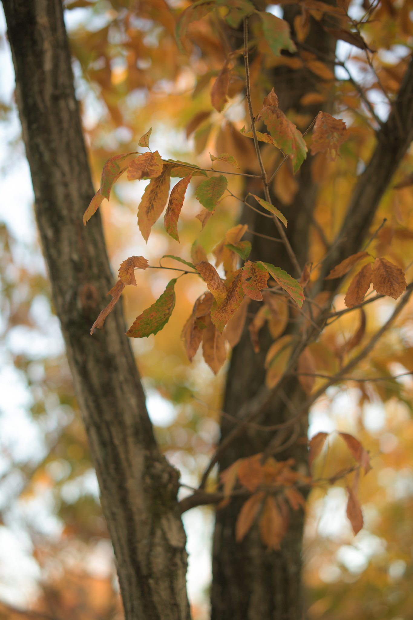 Milvus50mmF1.4