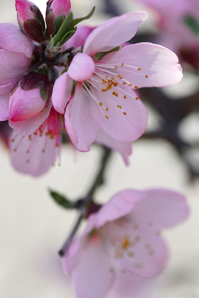 アーモンドの花