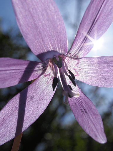 ED 30mm F3.5 Macro