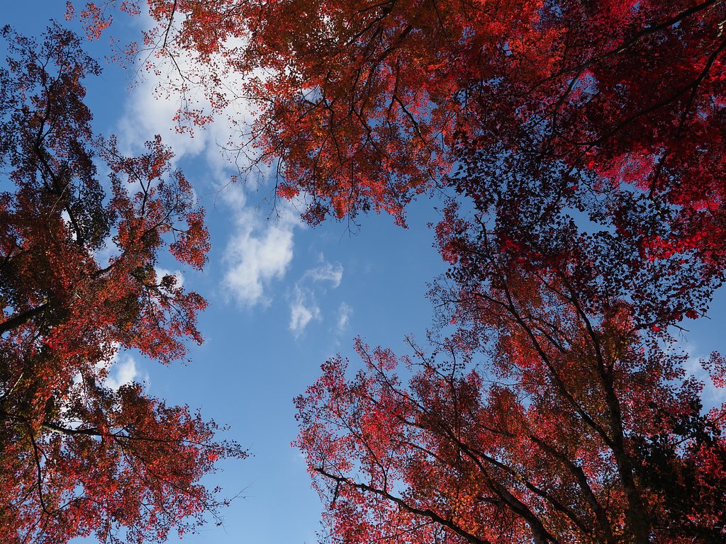 ◎Pana-LEICA DG SUMMILUX 12mm/F1.4 ASPH.