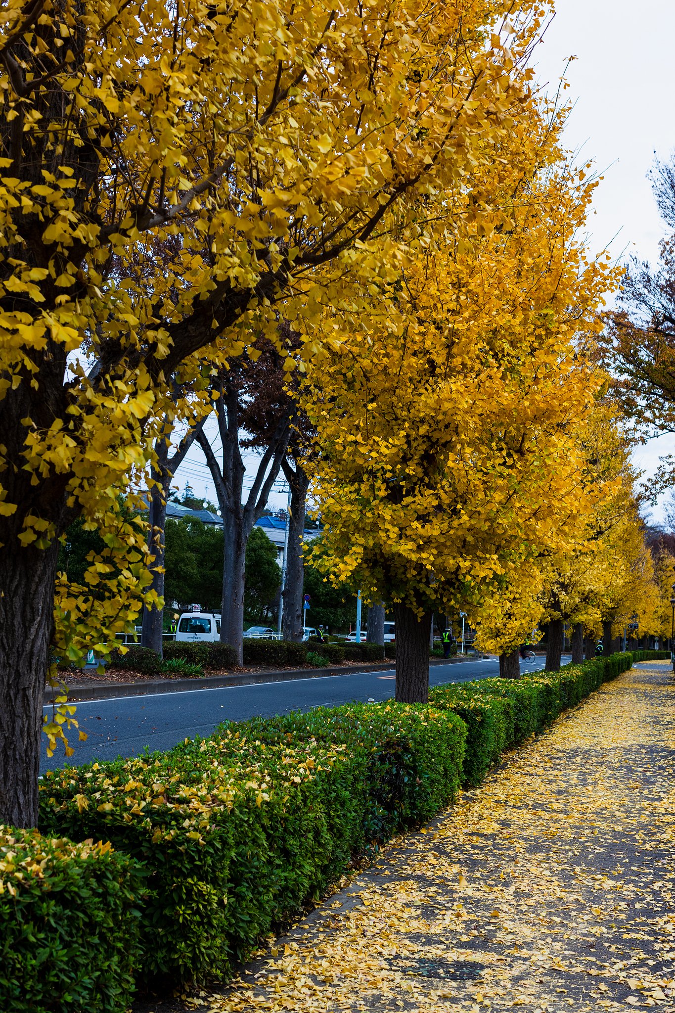 EF50mm f/1.2L USM