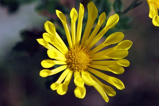 キク科の花