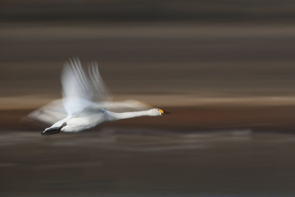 白鳥流し