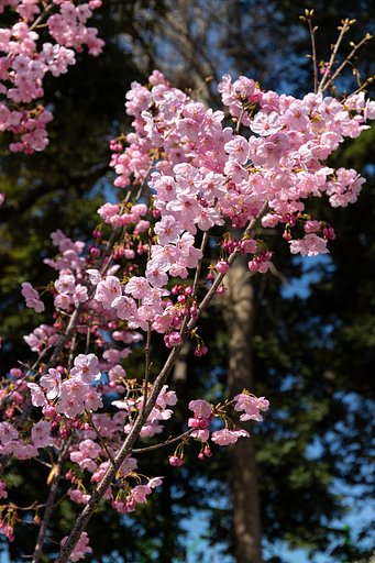 EF24-70mm f/4L IS USM