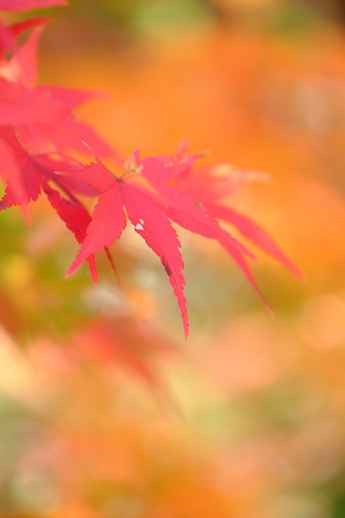 紅葉