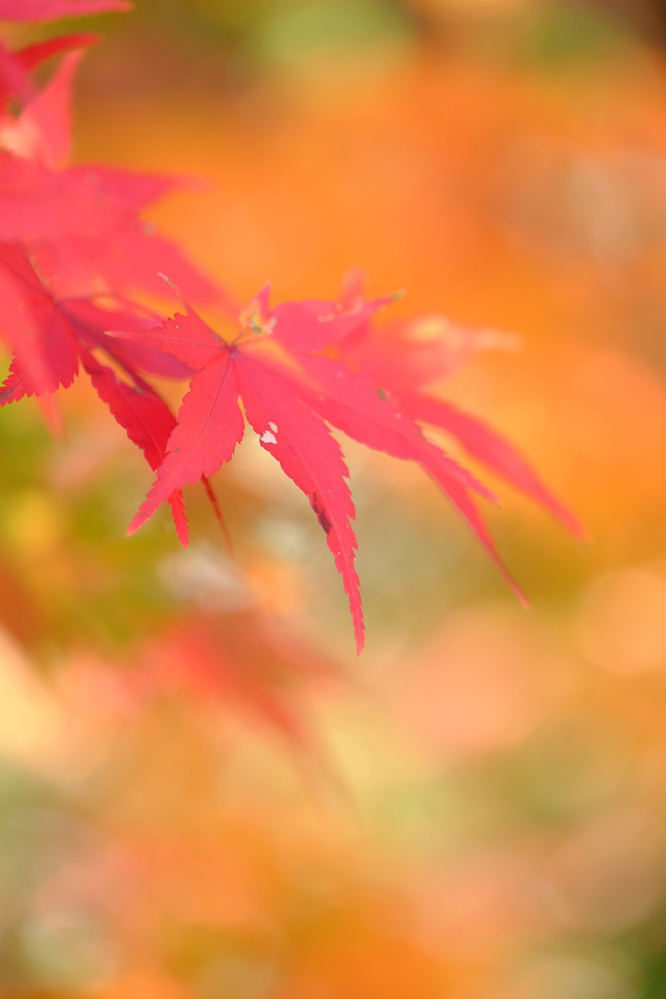 紅葉