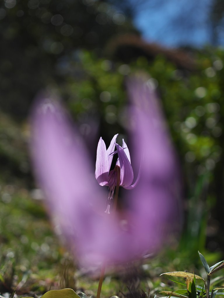 ED 30mm F3.5 Macro