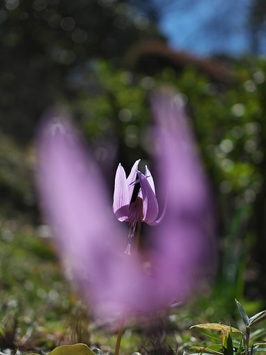 ED 30mm F3.5 Macro