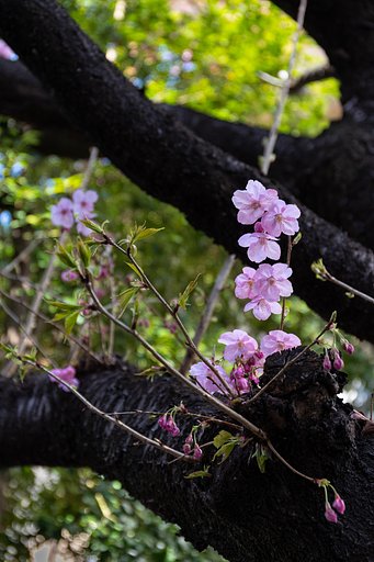 EF24-70mm f/4L IS USM