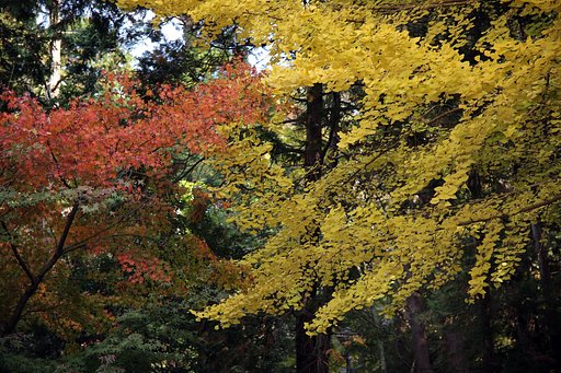 黄葉と紅葉  