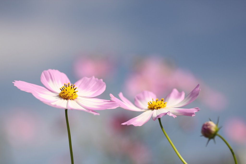 Tamron 90mm f2.8 macro 172E