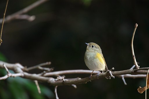 EF500mm F4L IS＋EF1.4xⅢ