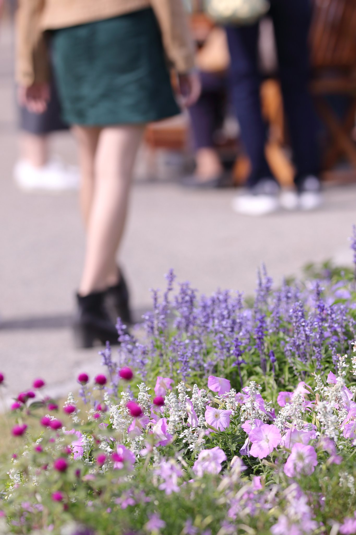 花の競演