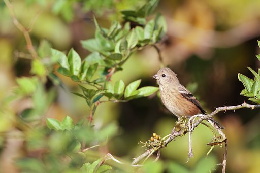 ベニマシコ♀