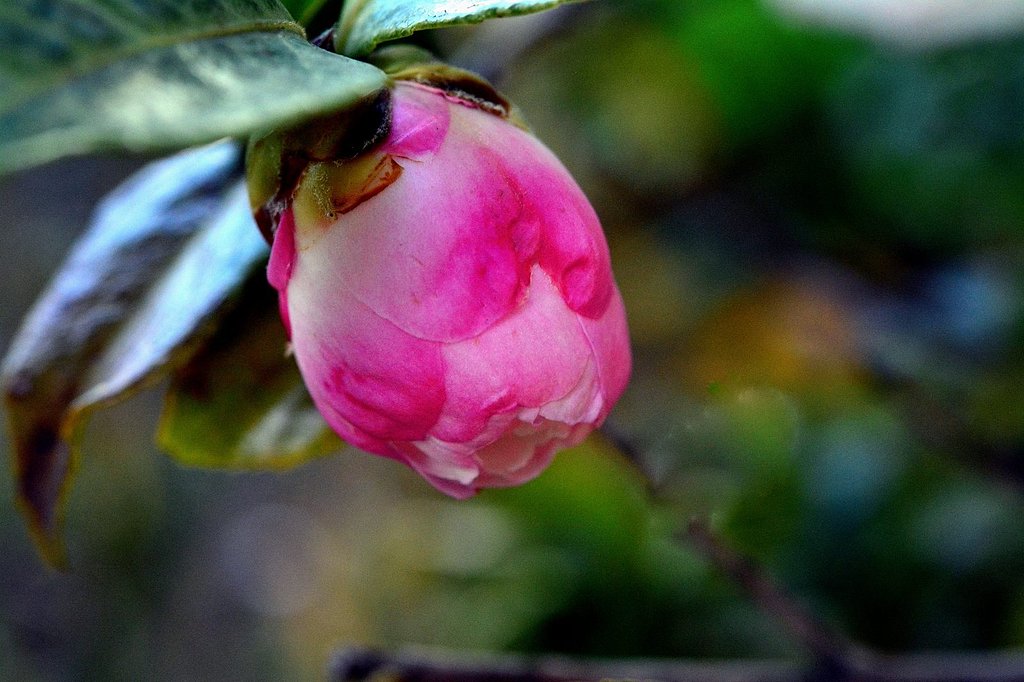 山茶花　`朝倉’　蕾