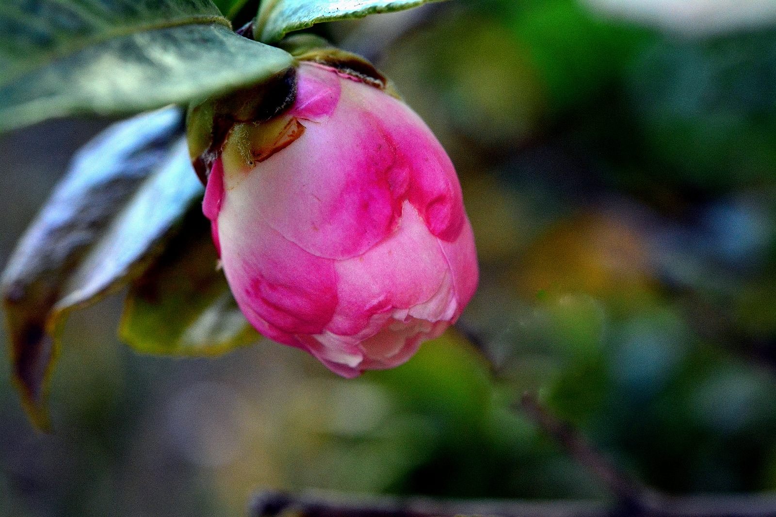 山茶花　`朝倉’　蕾