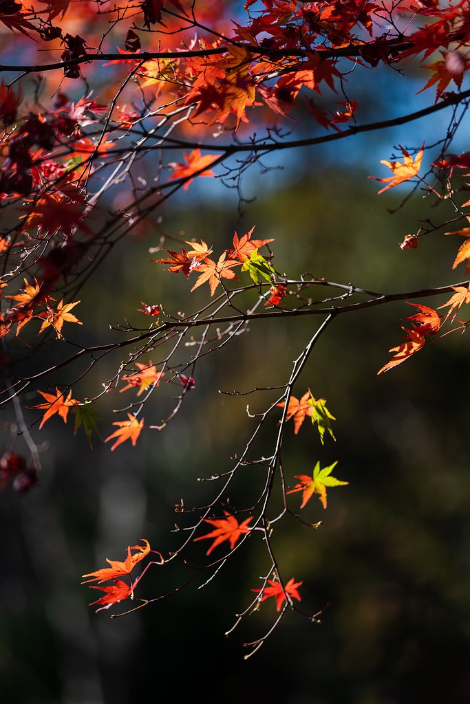 EF70-200mm F4 L IS