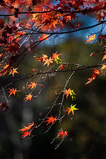 EF70-200mm F4 L IS