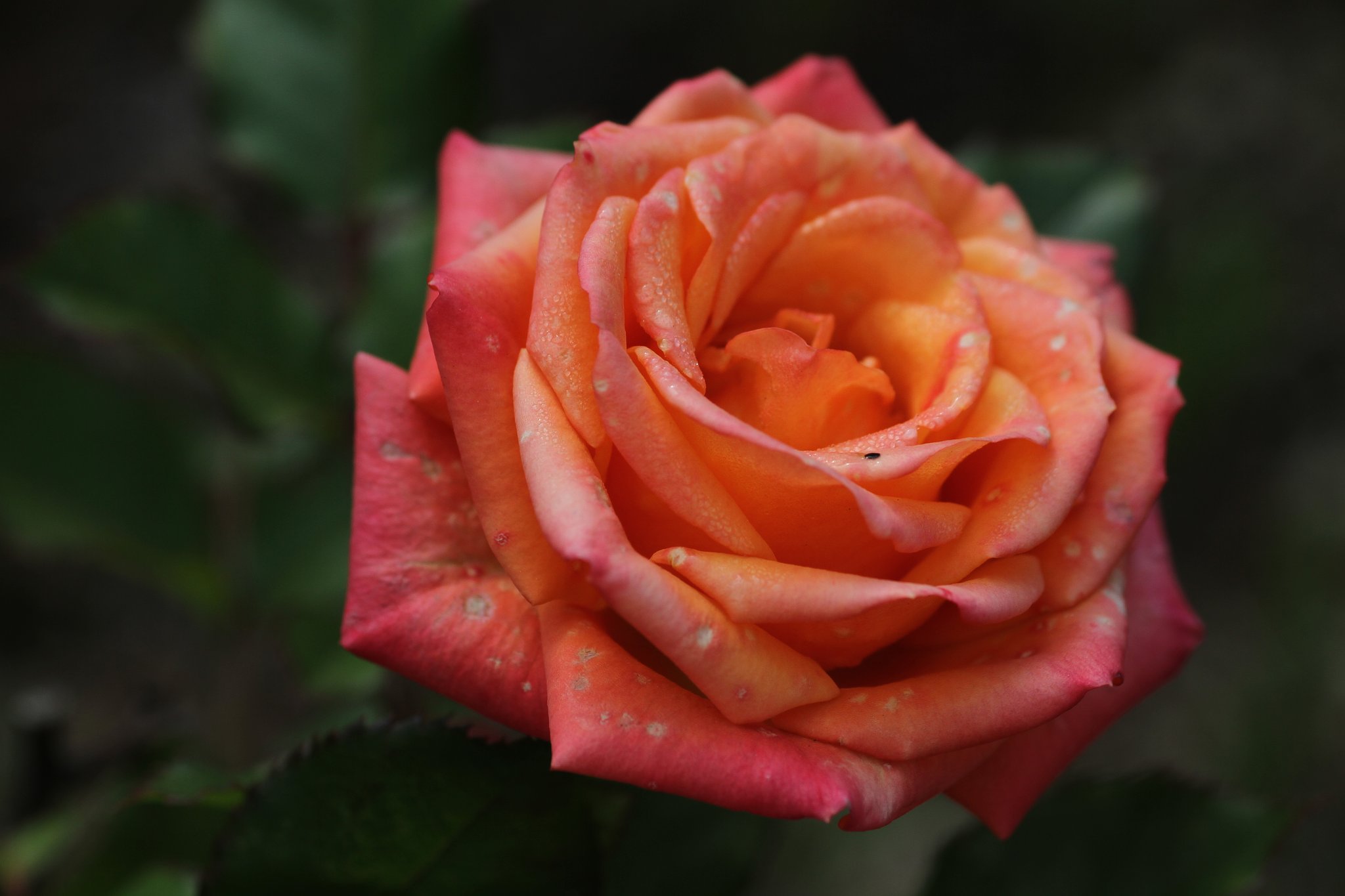 冬の薔薇