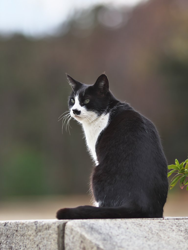 EF135mm F2L