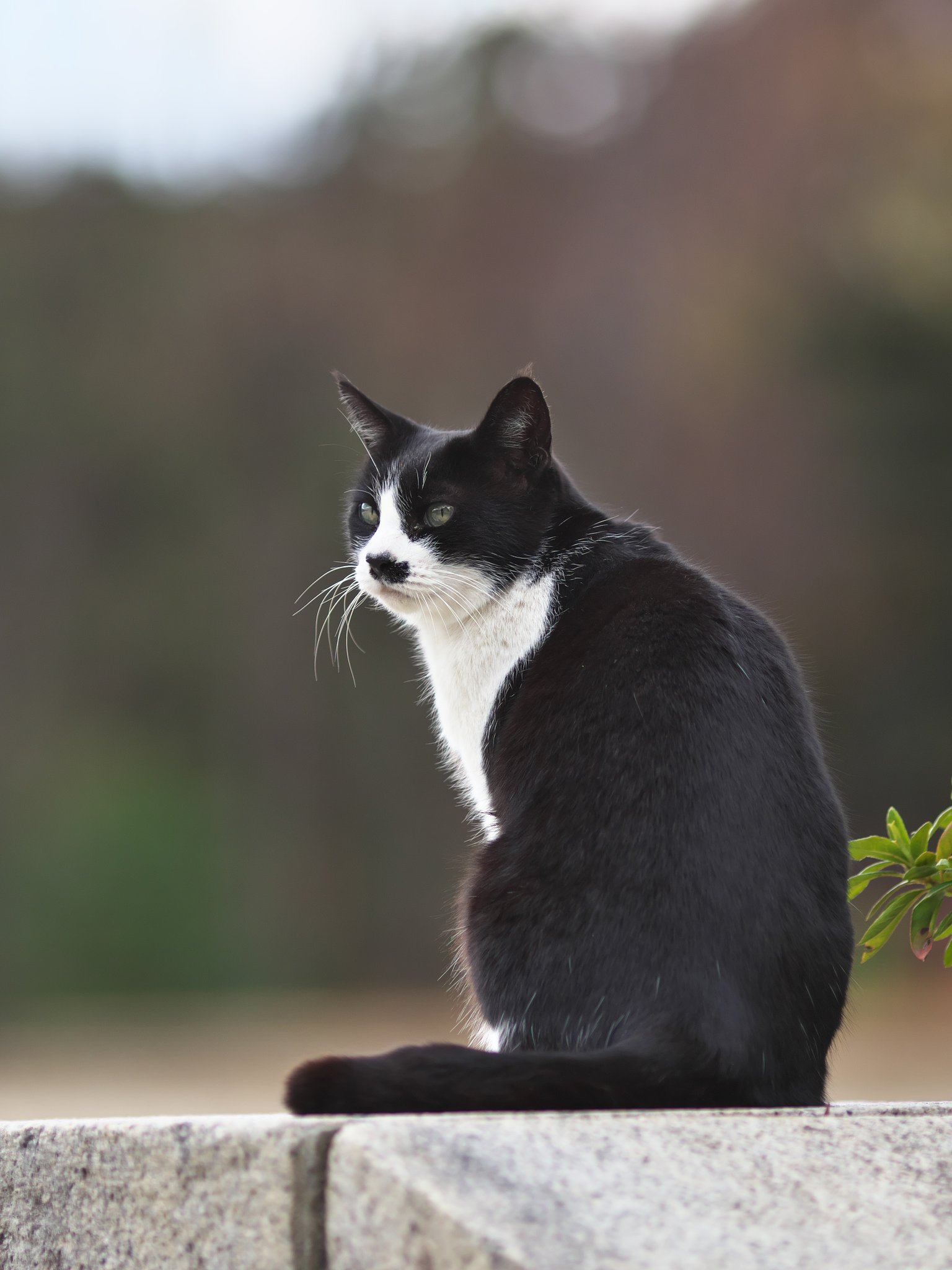 EF135mm F2L