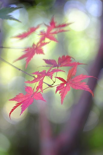 紅葉