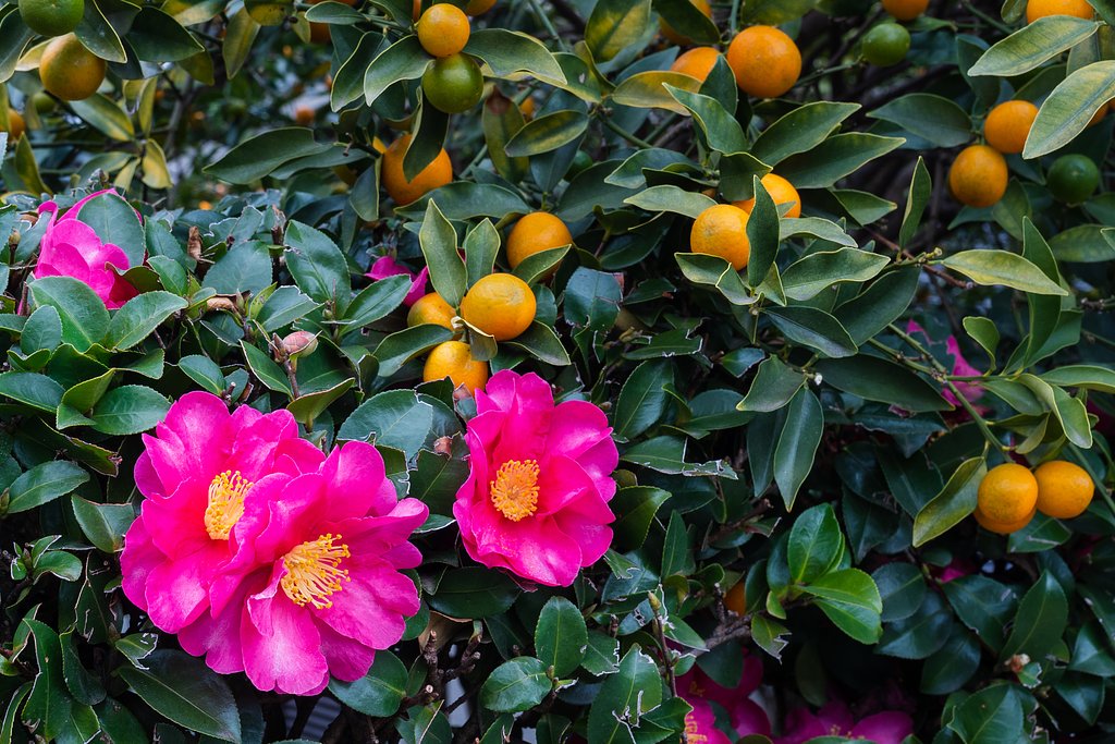 OLYMPUS M.ZUIKO 12-40mm F2.8 PRO