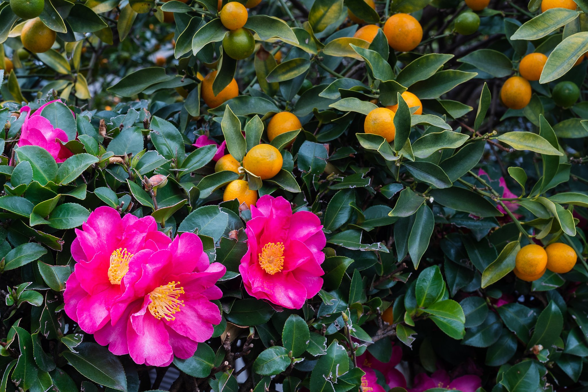 OLYMPUS M.ZUIKO 12-40mm F2.8 PRO