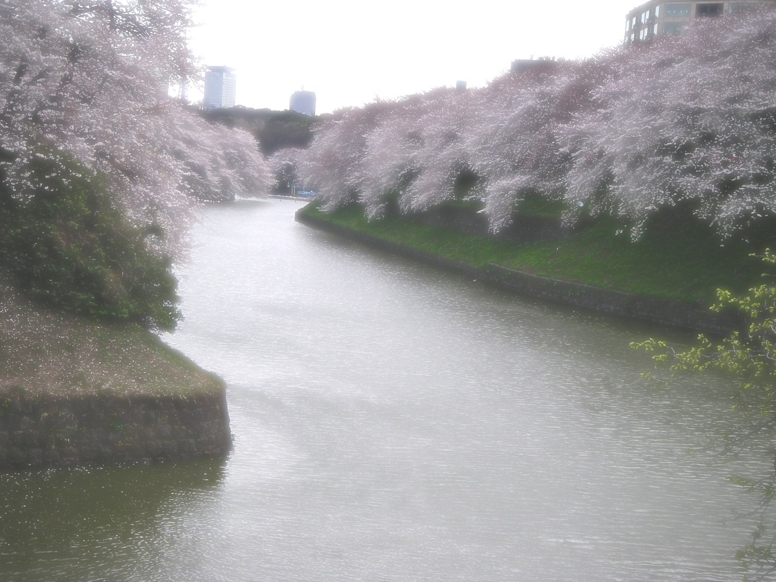 北の丸公園・千鳥ヶ淵