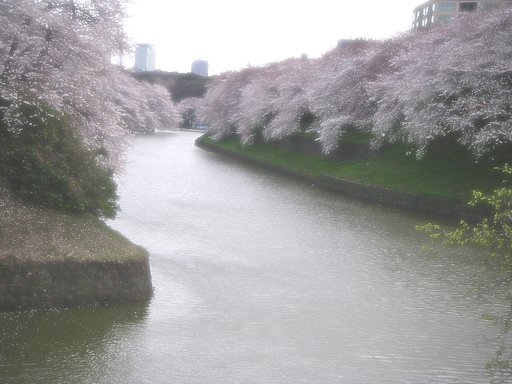 北の丸公園・千鳥ヶ淵