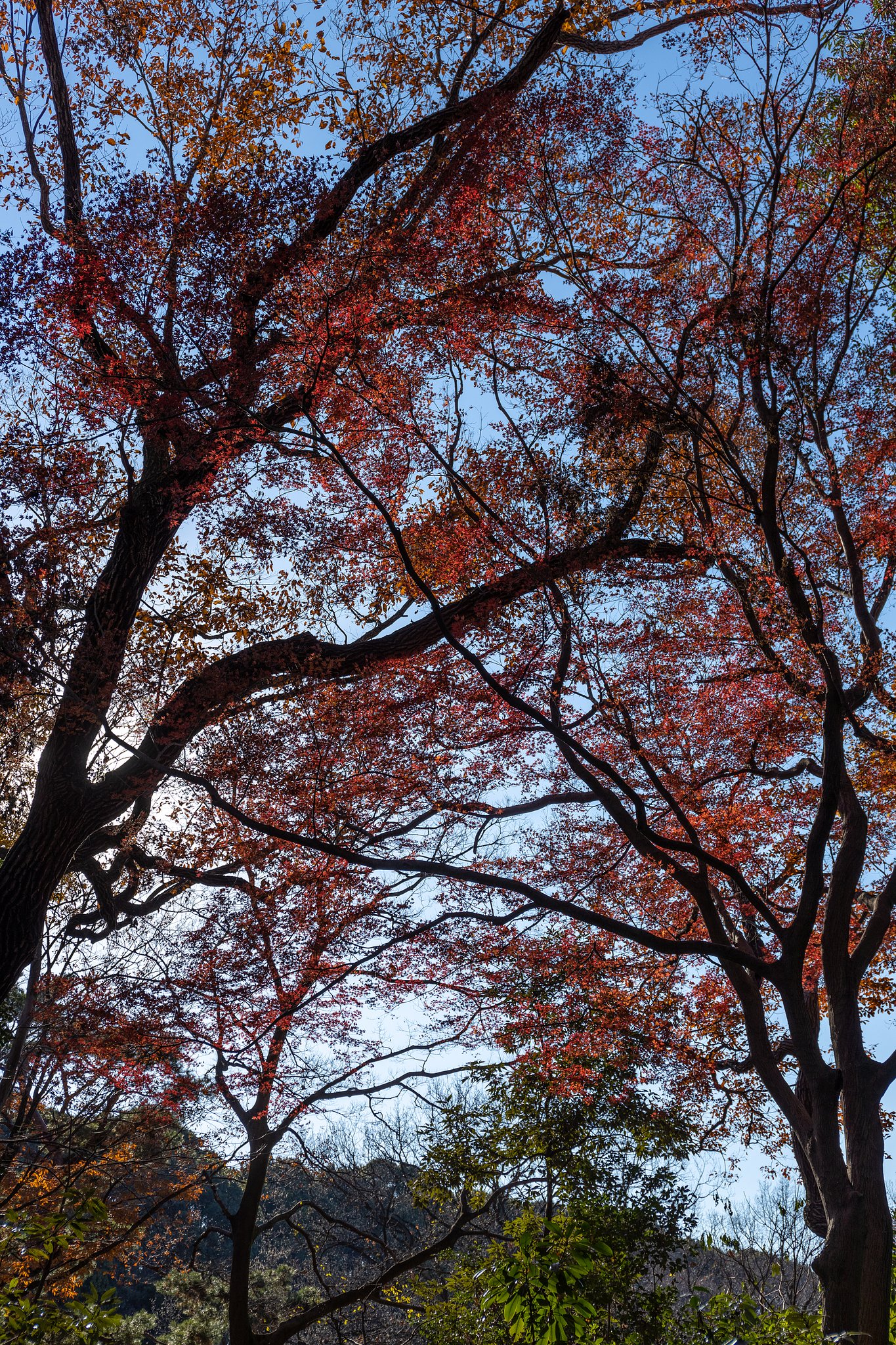 EF24-70mm f/4L IS USM