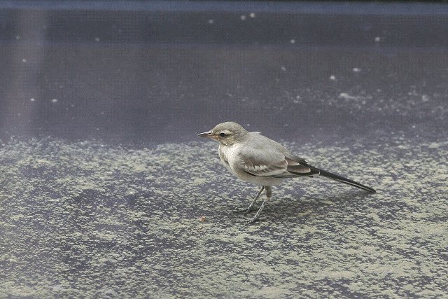 この鳥は…！？